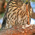 Sharp-shinned Hawk